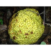 maclura pomifera (raf.) c. k. schneid.