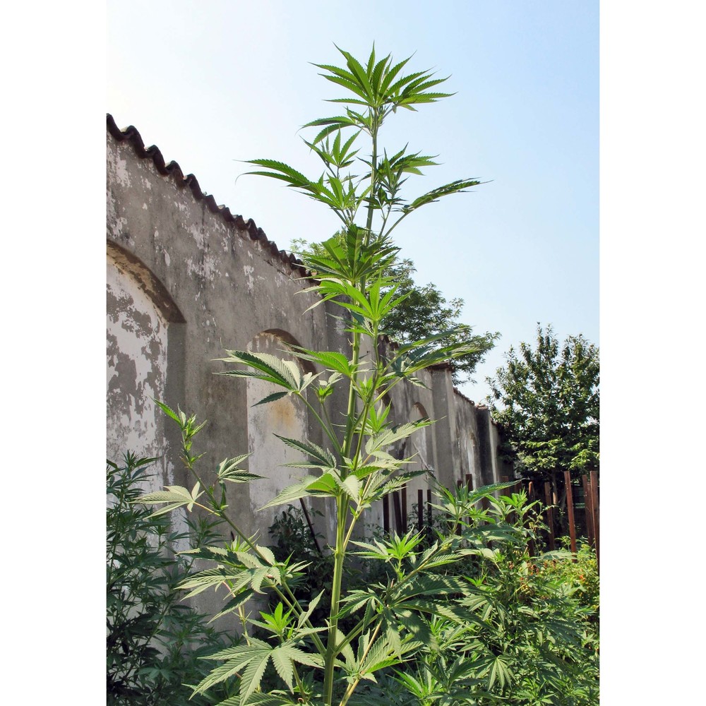 cannabis sativa l.