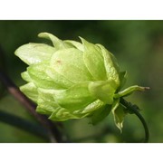 humulus lupulus l.