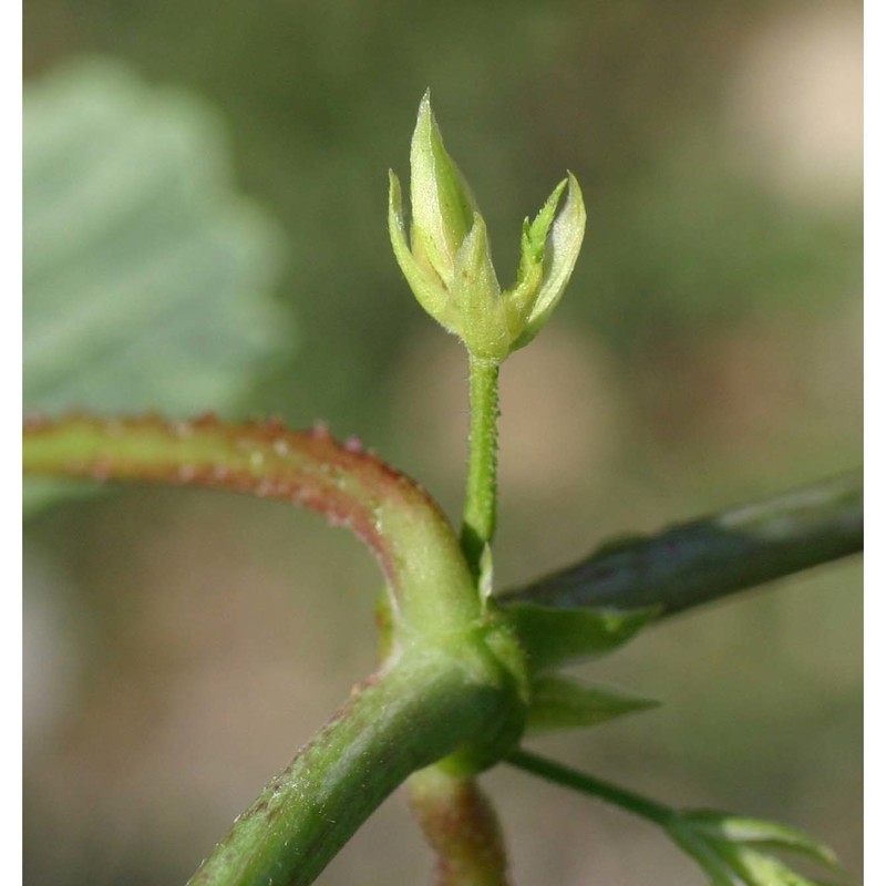 humulus lupulus l.