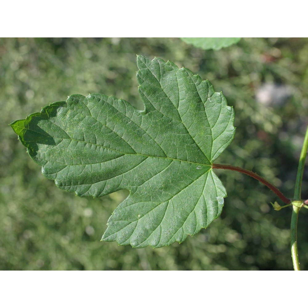 humulus lupulus l.