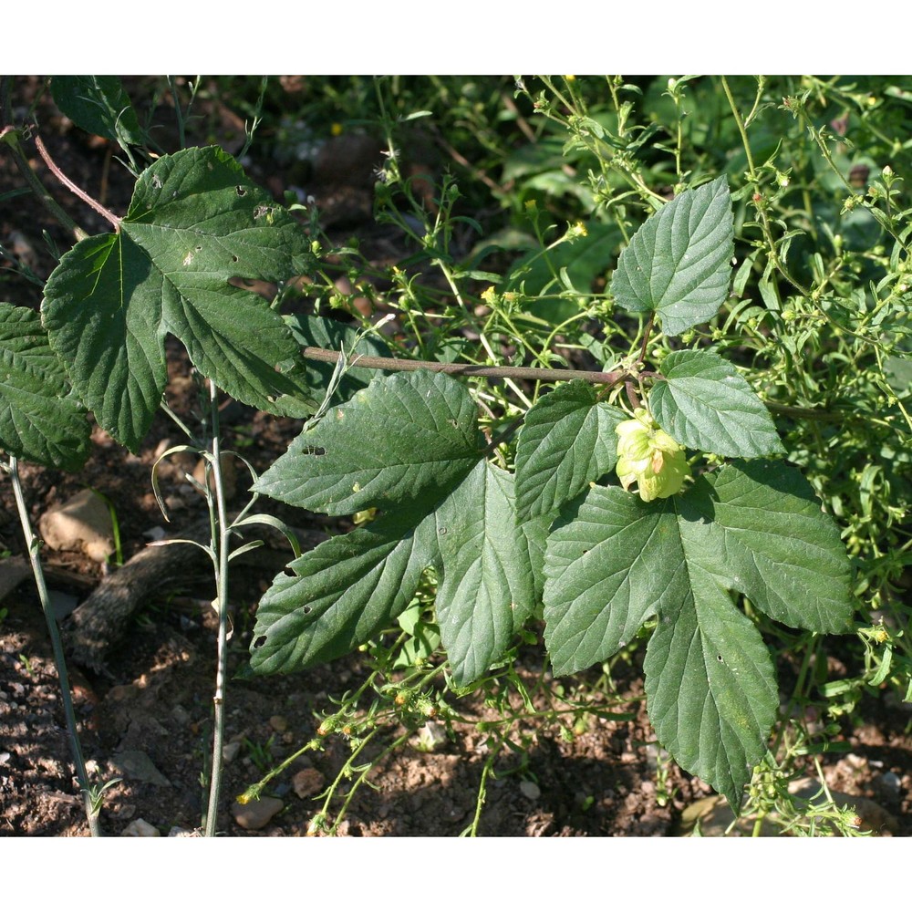 humulus lupulus l.