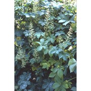 humulus scandens (lour.) merr.