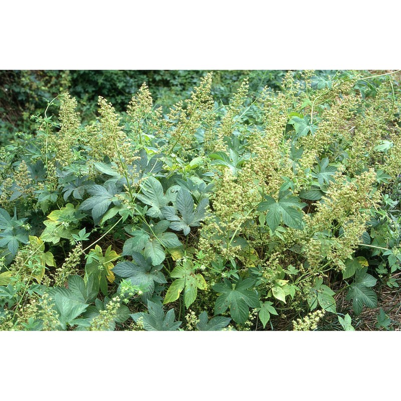 humulus scandens (lour.) merr.