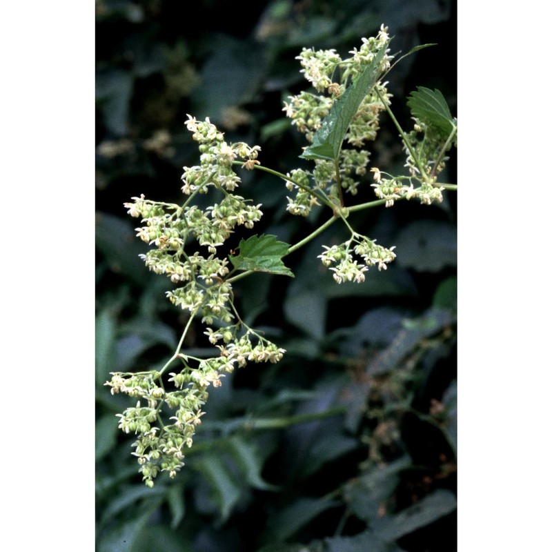 humulus scandens (lour.) merr.