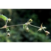 humulus scandens (lour.) merr.