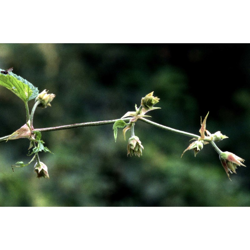 humulus scandens (lour.) merr.