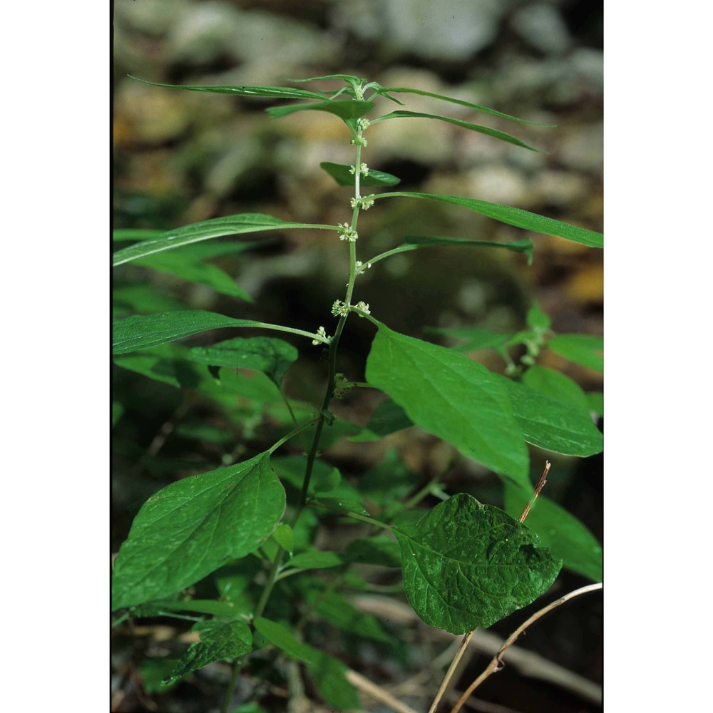 parietaria officinalis l.