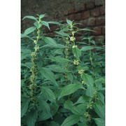 parietaria officinalis l.