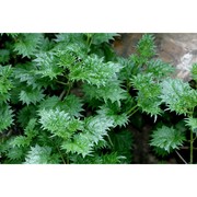 urtica atrovirens req. ex loisel.