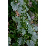 urtica atrovirens req. ex loisel.