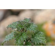 urtica atrovirens req. ex loisel.