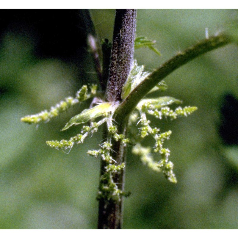 urtica dioica l.