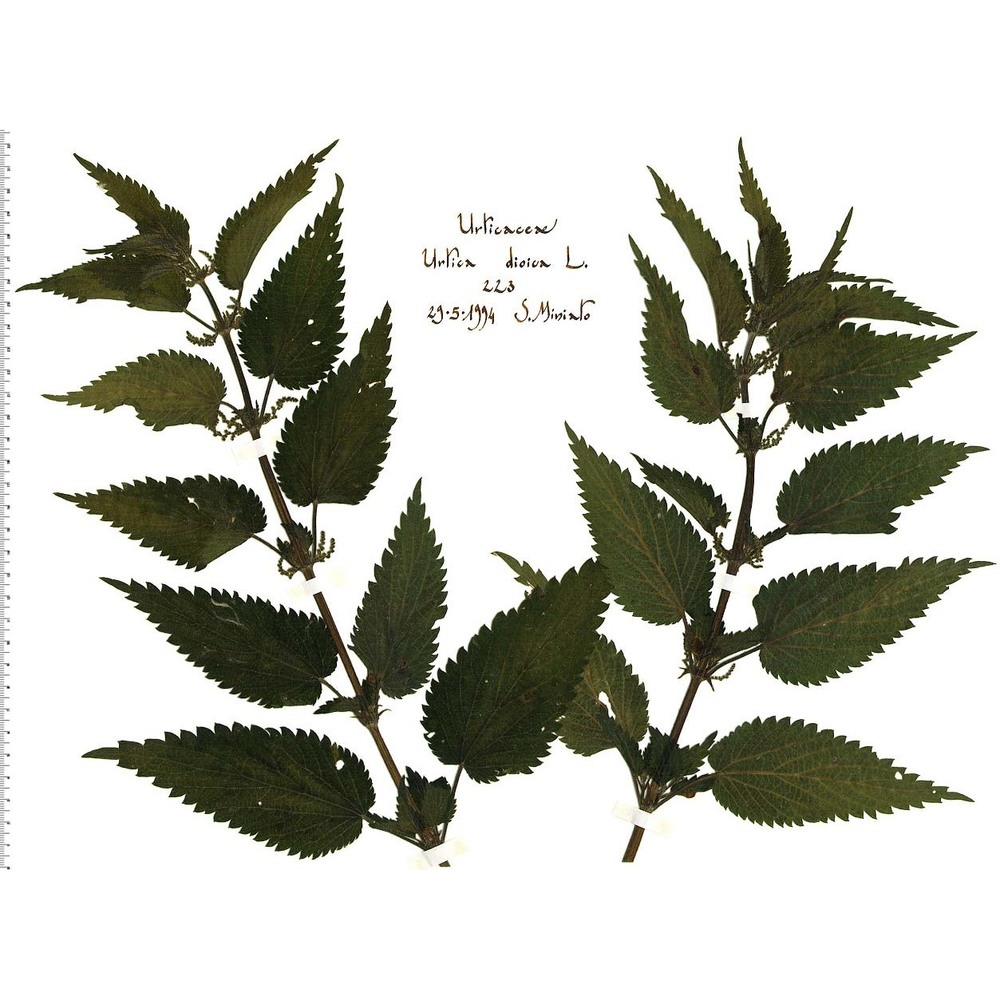 urtica dioica l.