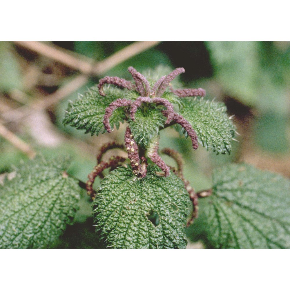 urtica membranacea poir. ex savigny