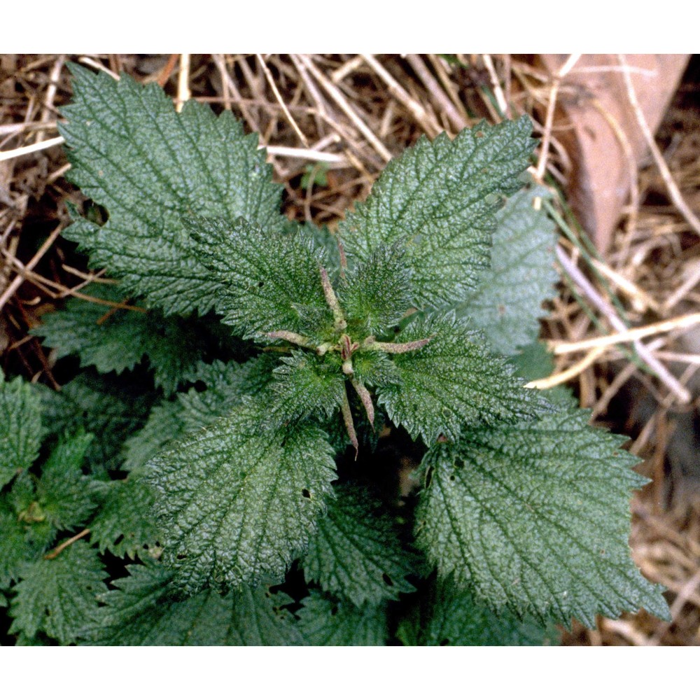 urtica membranacea poir. ex savigny