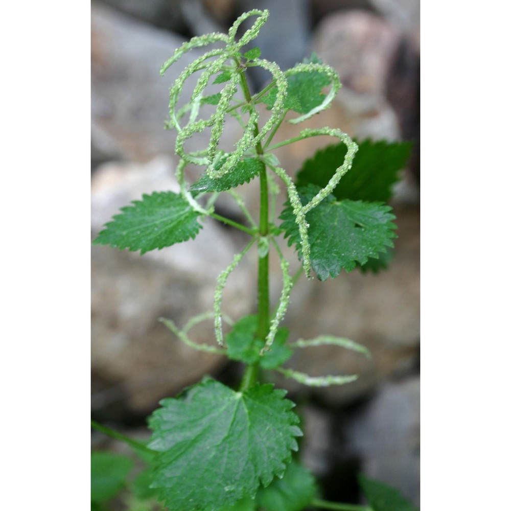 urtica membranacea poir. ex savigny