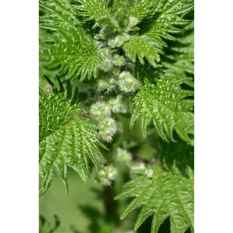 urtica pilulifera l.