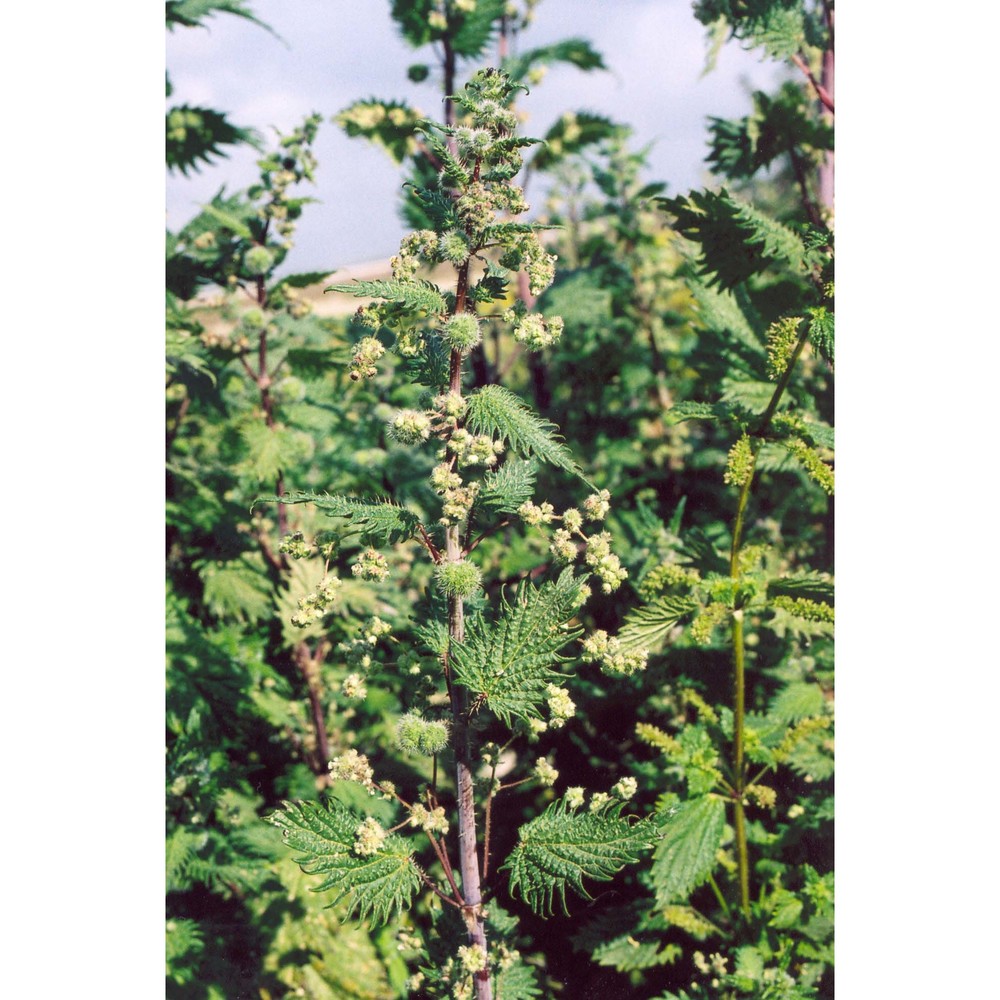 urtica pilulifera l.