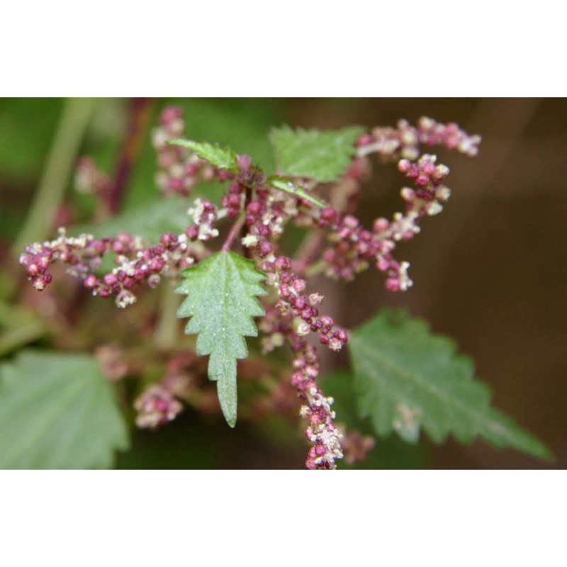 urtica rupestris guss.