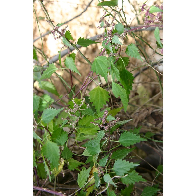 urtica rupestris guss.