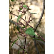 urtica rupestris guss.