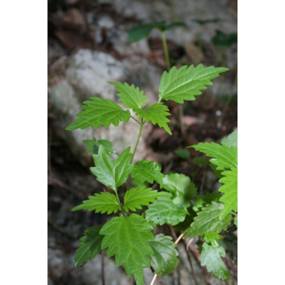 urtica rupestris guss.