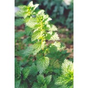 urtica urens l.