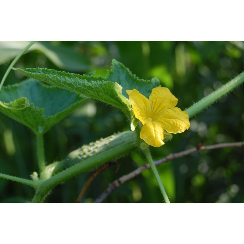 cucumis sativus l.