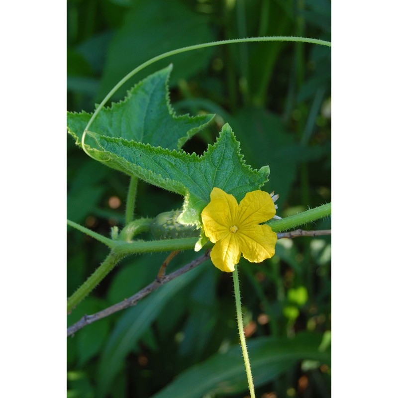 cucumis sativus l.