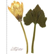 cucurbita maxima duchesne