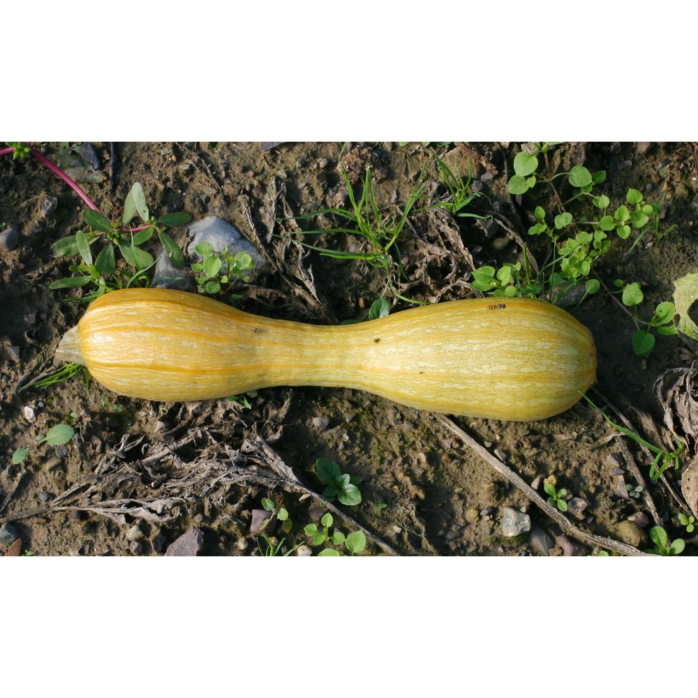 cucurbita maxima duchesne