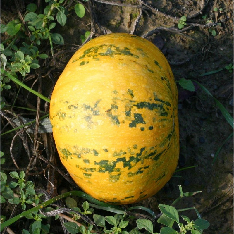 cucurbita maxima duchesne