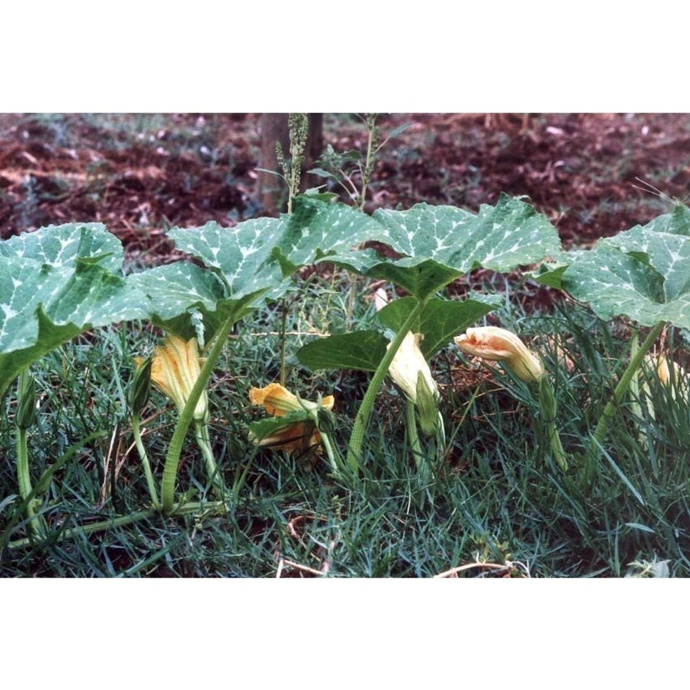 cucurbita moschata duchesne