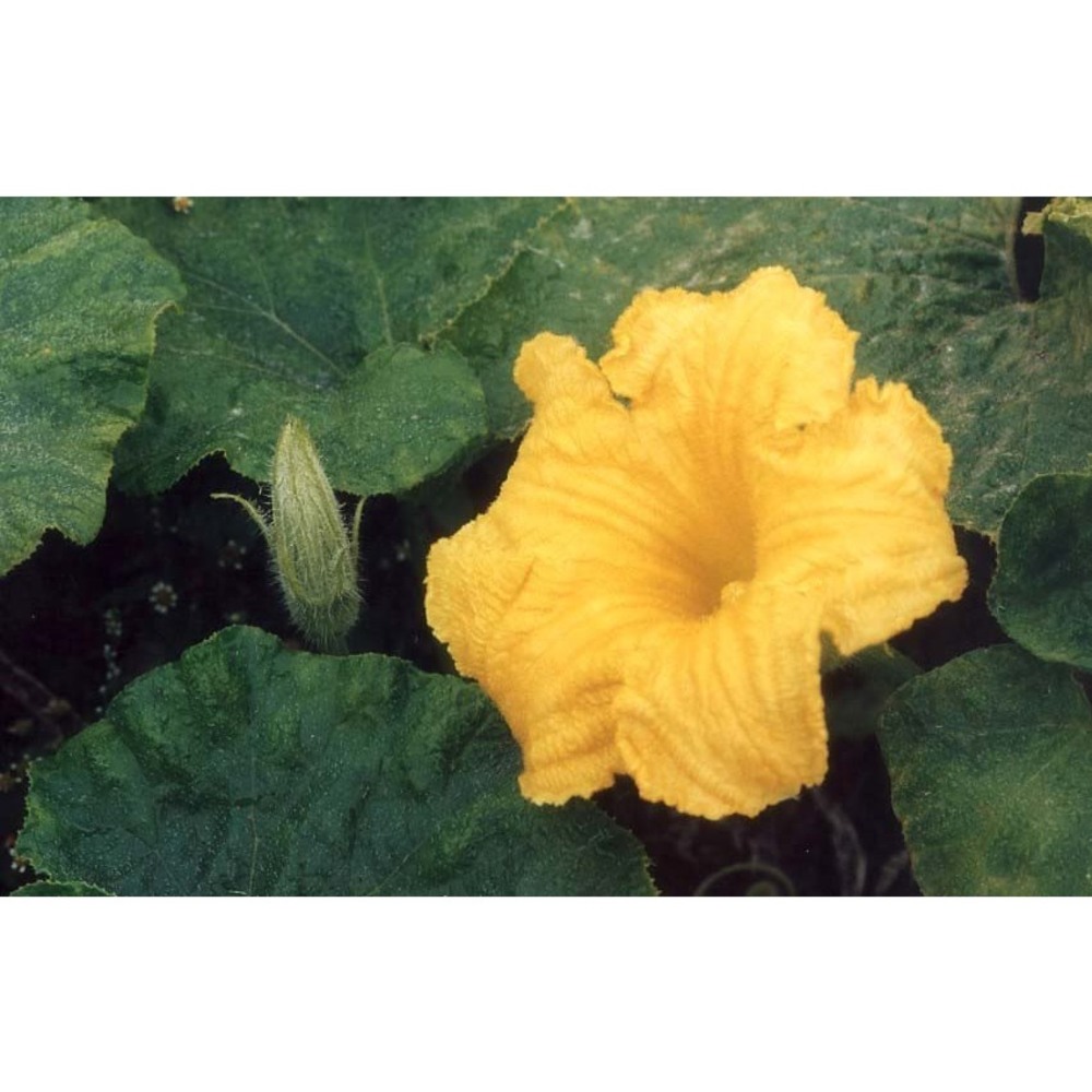 cucurbita moschata duchesne