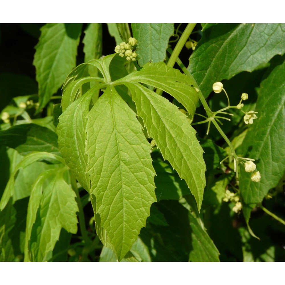 cyclanthera pedata l.