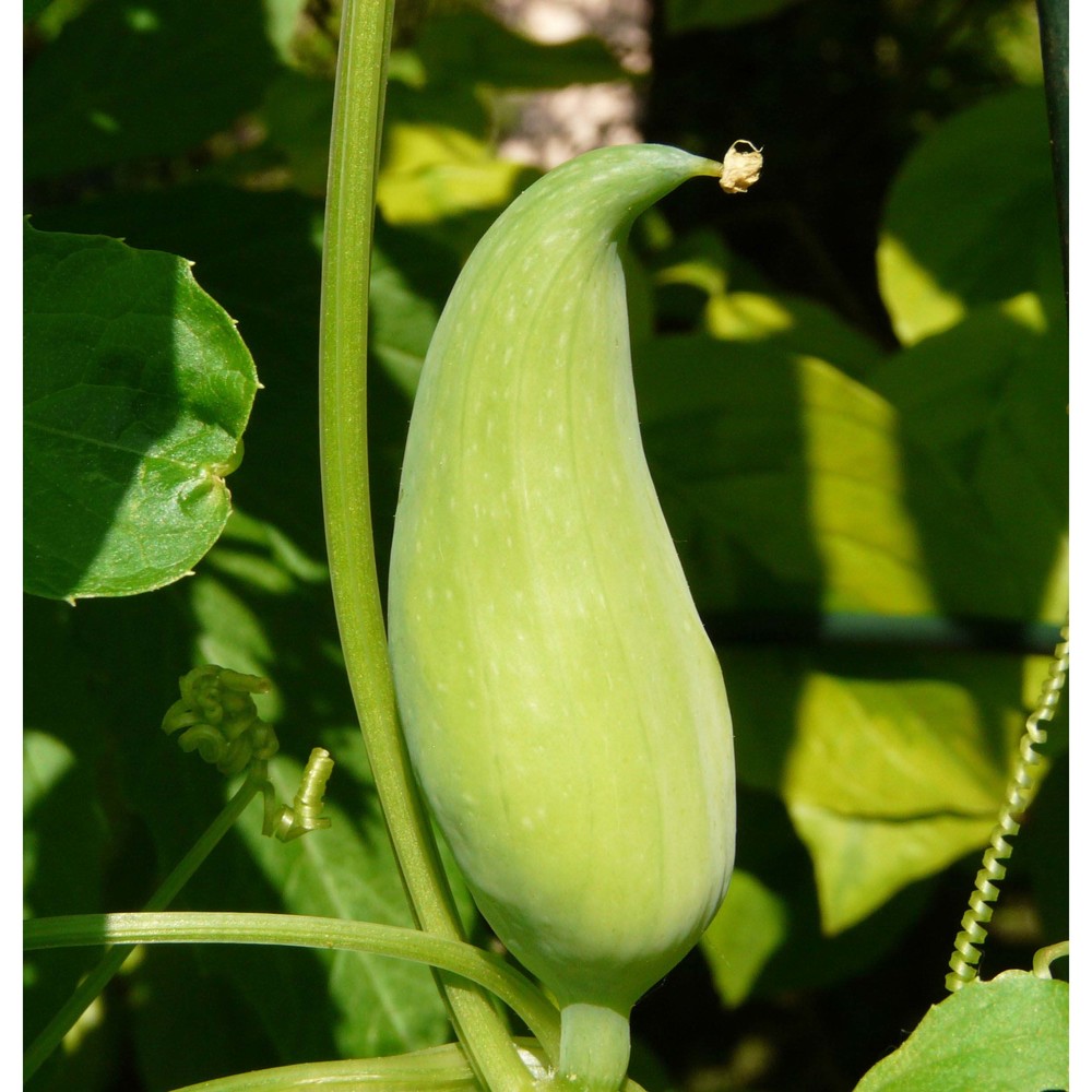 cyclanthera pedata l.