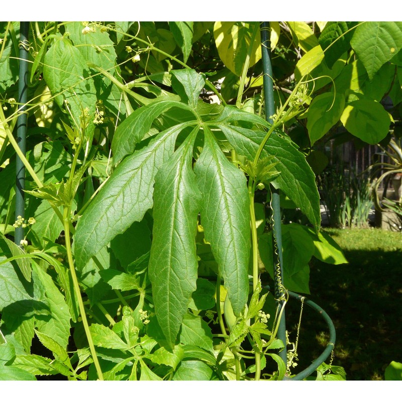 cyclanthera pedata l.