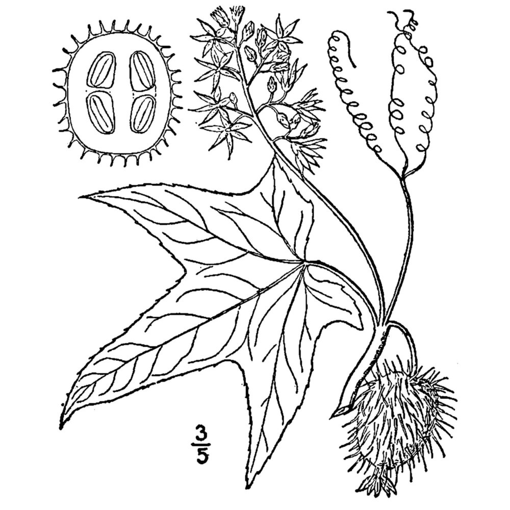 echinocystis lobata (michx.) torr. et a. gray