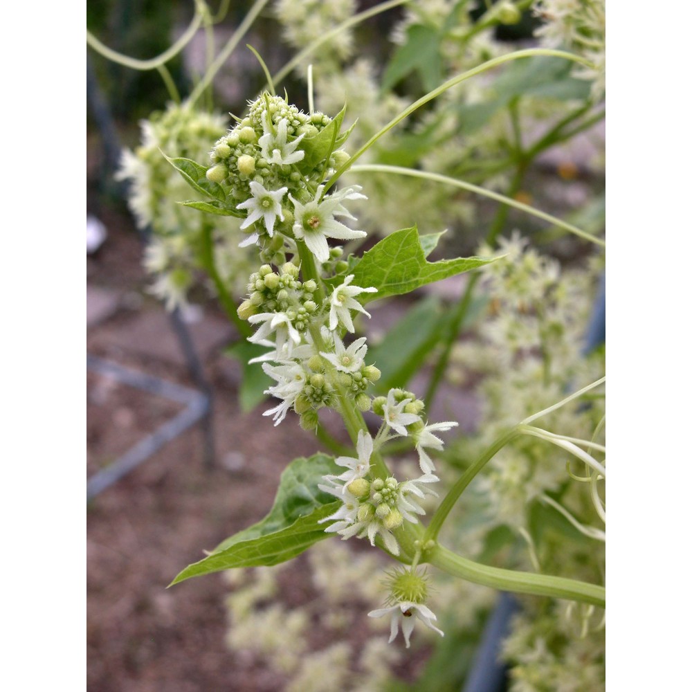 echinocystis lobata (michx.) torr. et a. gray