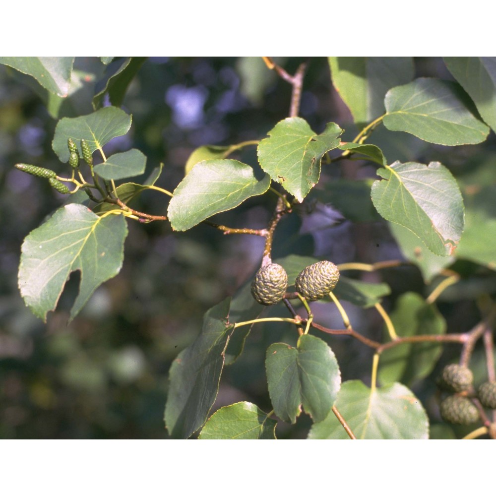 alnus cordata (loisel.) desf.