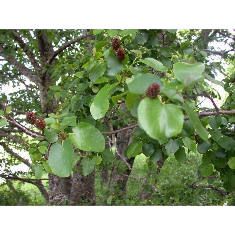 alnus cordata (loisel.) desf.