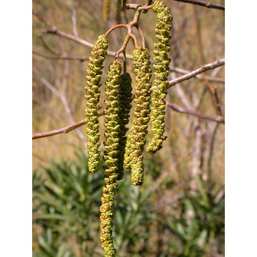 alnus cordata (loisel.) desf.