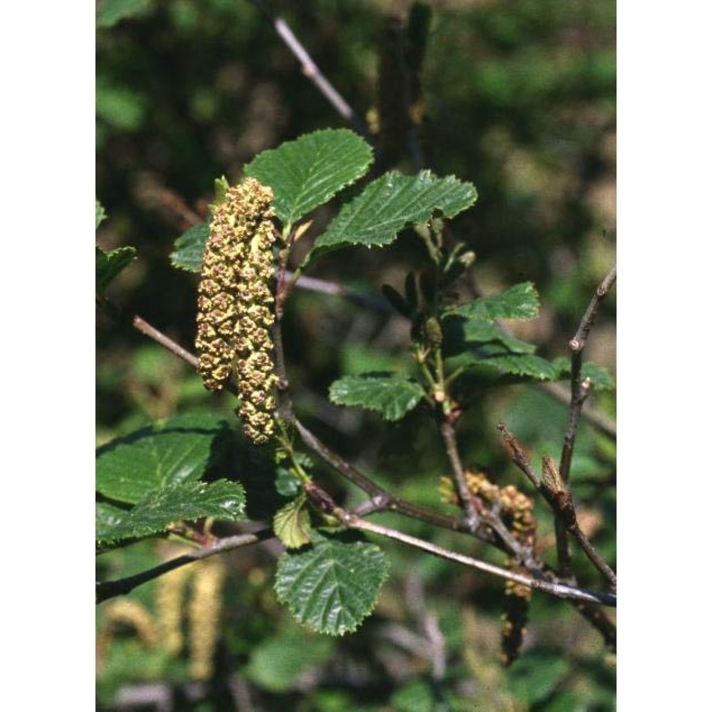 alnus incana (l.) moench