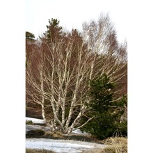 betula etnensis raf.