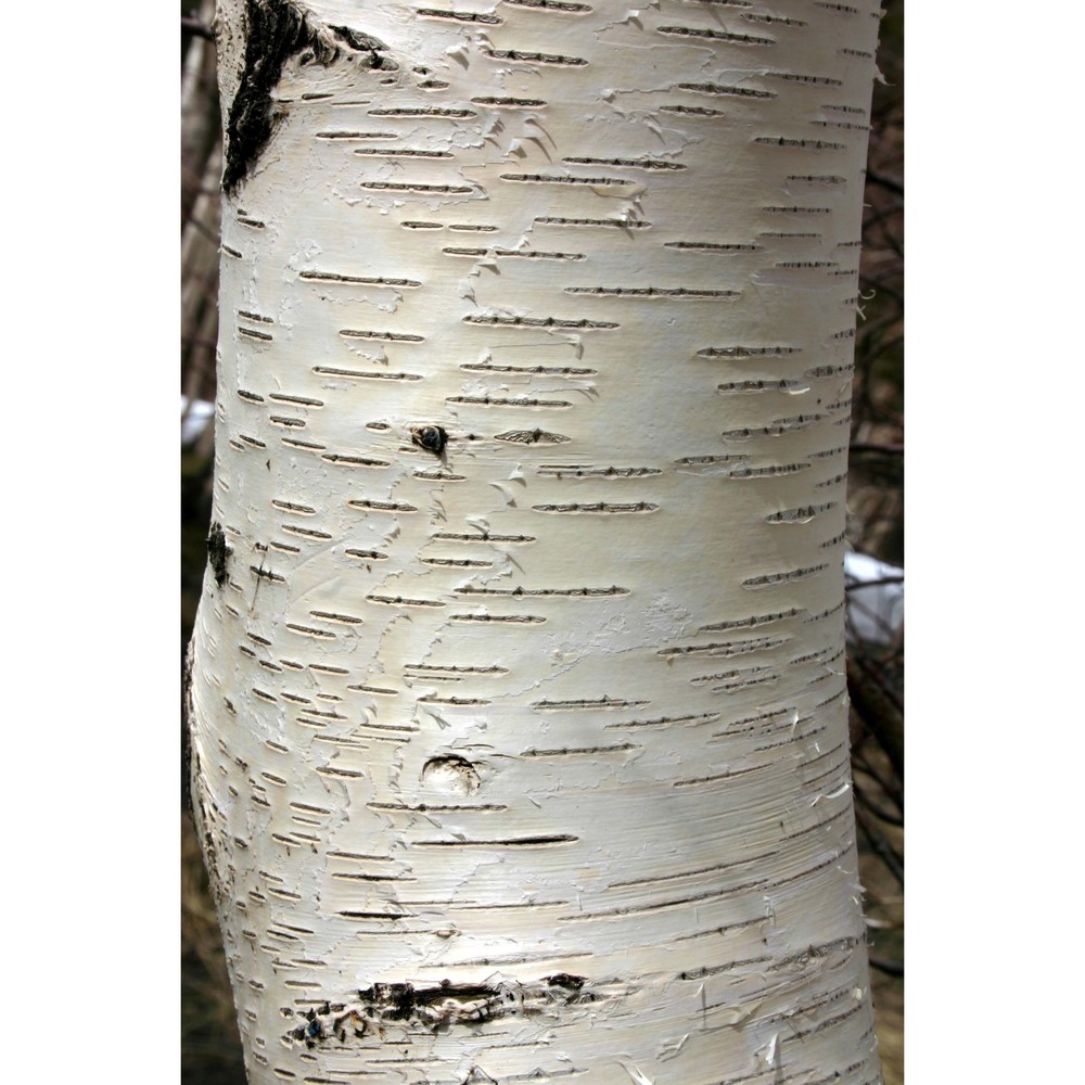 betula etnensis raf.