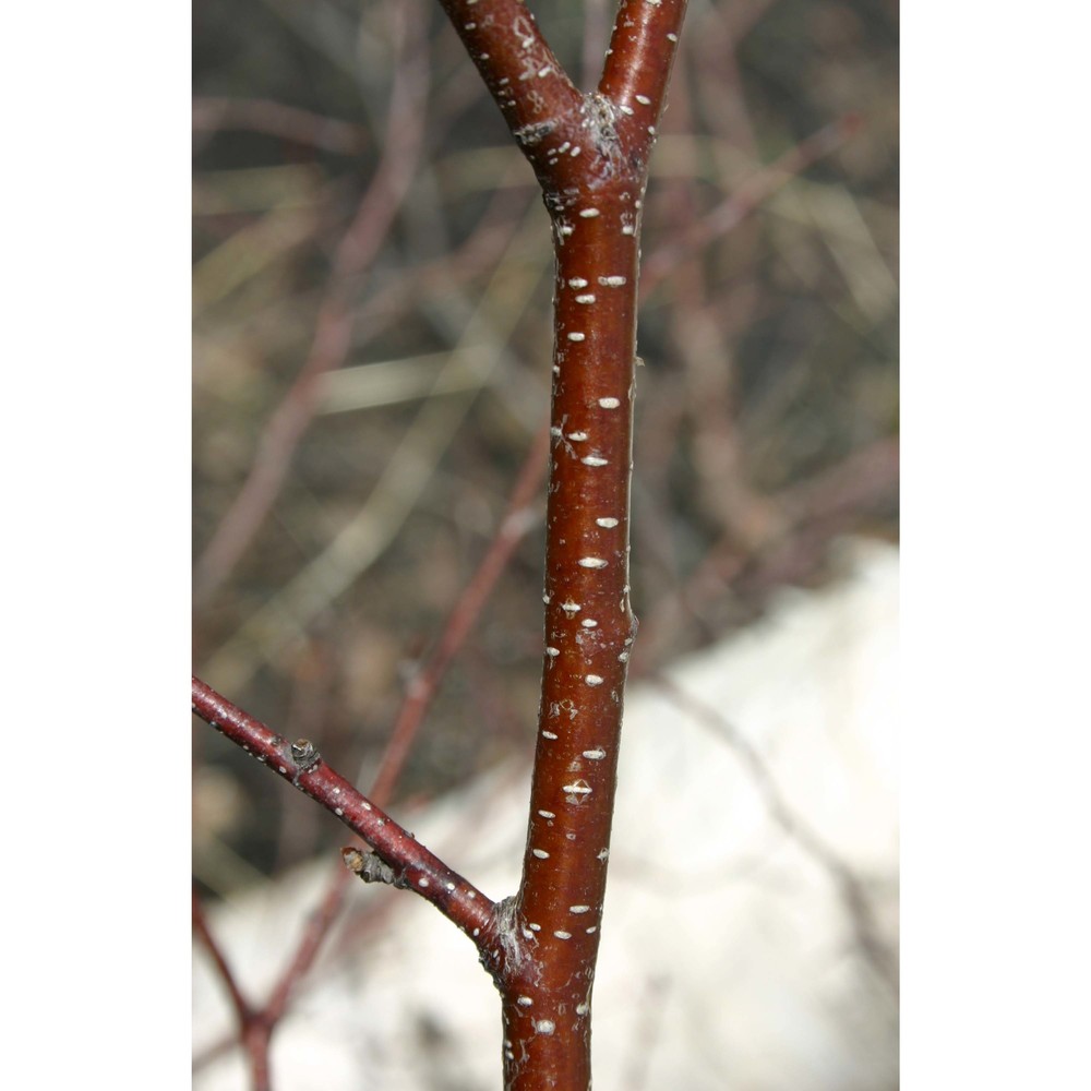 betula etnensis raf.