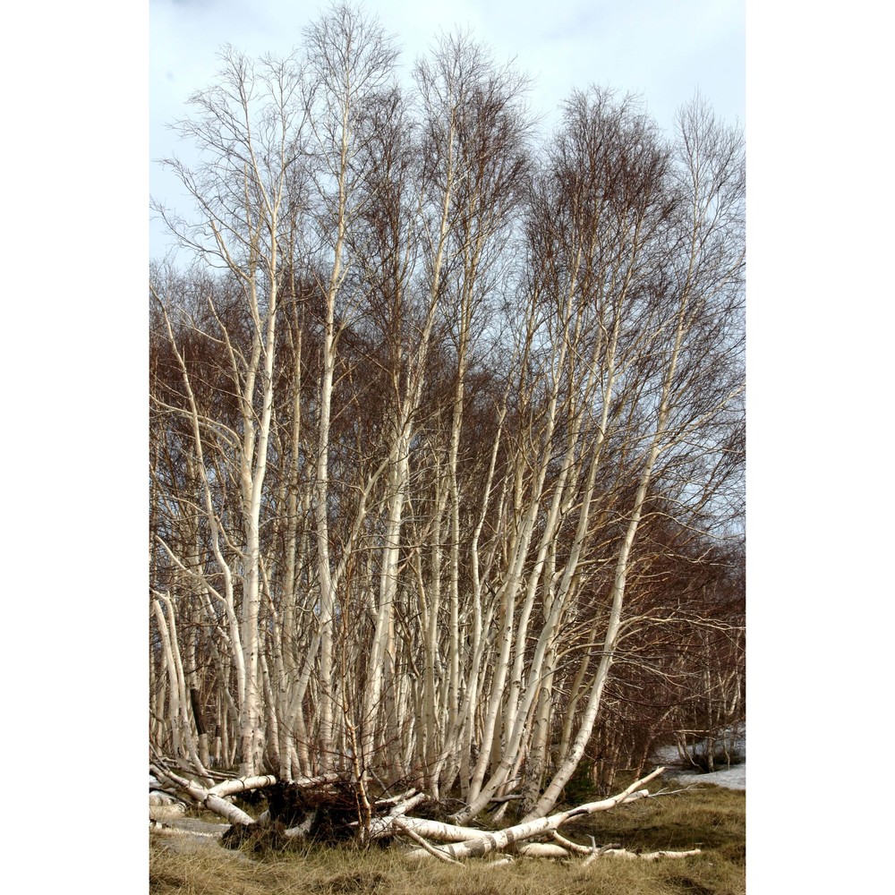 betula etnensis raf.