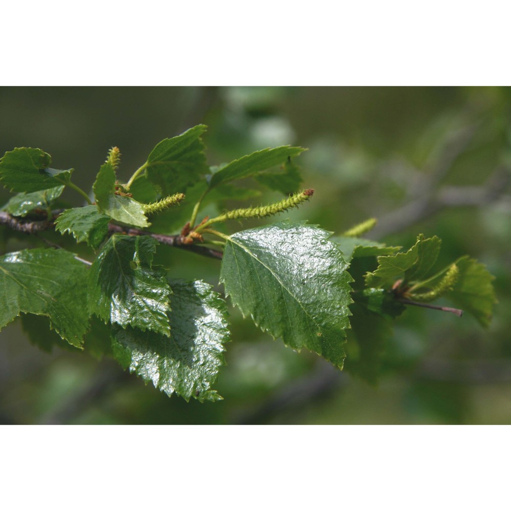 betula pendula roth