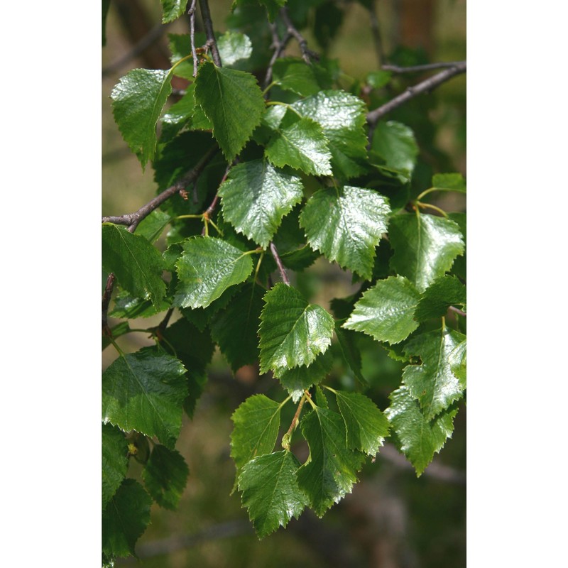 betula pendula roth